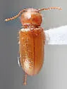 Cnemodinus testaceus - photo 5