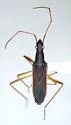 Cnemodus hirtipes