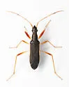Cnemodus hirtipes - photo 4