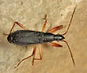 Cnemodus mavortius