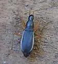 Cnemodus mavortius - photo 3