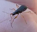 Cnemodus mavortius - photo 4