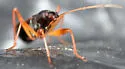 Cnemodus mavortius - photo 5