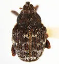 Cnemogonus lecontei - Cnemogonus lecontei