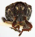 Cnemogonus lecontei - photo 2