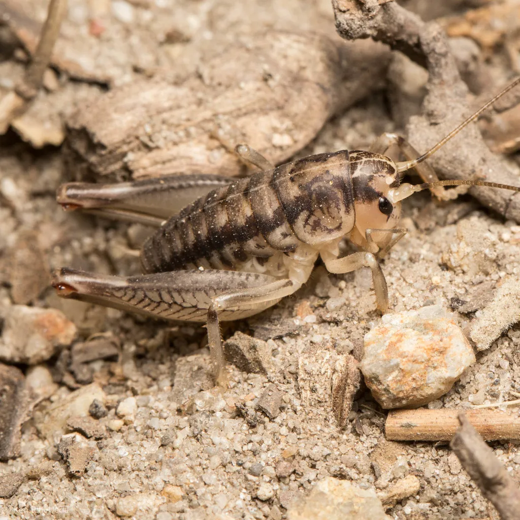 Cnemotettix bifasciatus - photo 3