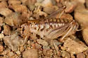 Cnemotettix caudulus - photo 2
