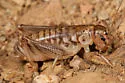 Cnemotettix caudulus - photo 3