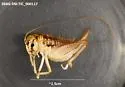 Cnemotettix spinulus