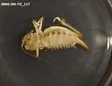 Cnemotettix spinulus - photo 2
