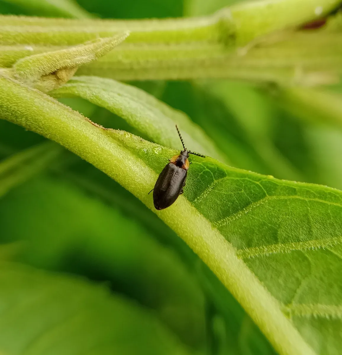 Cneoglossidae - photo 3