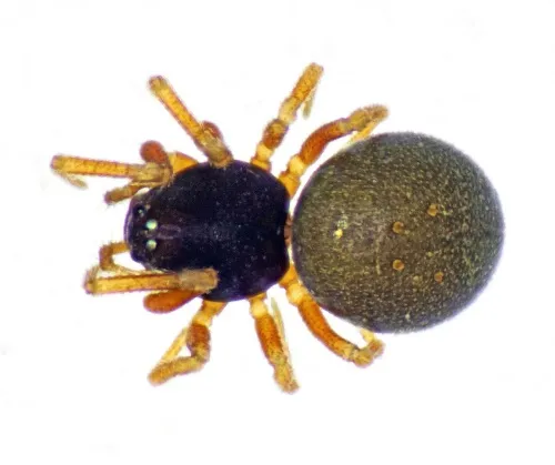 Cnephalocotes obscurus