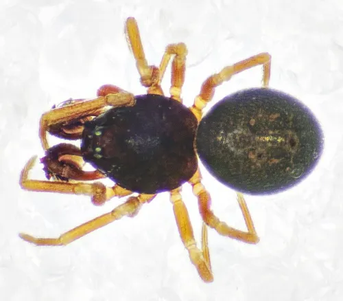Cnephalocotes obscurus - photo 2