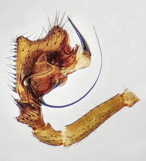 Cnephalocotes obscurus - photo 3