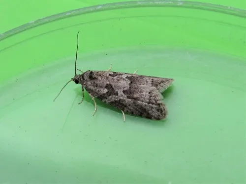 Cnephasia communana