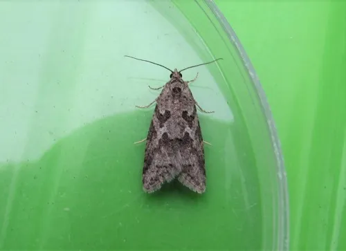 Cnephasia communana - photo 2