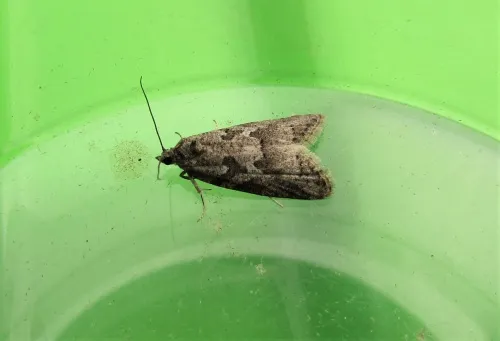 Cnephasia communana - photo 3