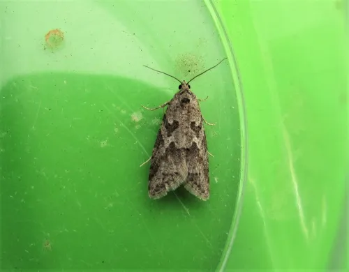 Cnephasia communana - photo 4