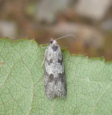 Cnephasia genitalana