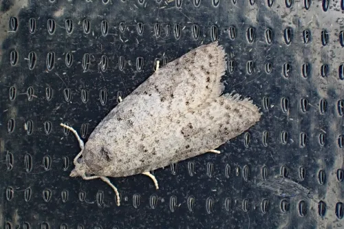 Cnephasia genitalana - photo 2