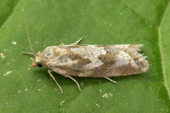 Cnephasia longana