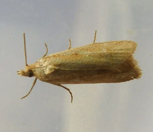Cnephasia longana - photo 2