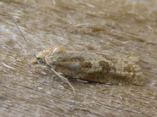 Cnephasia longana - photo 3