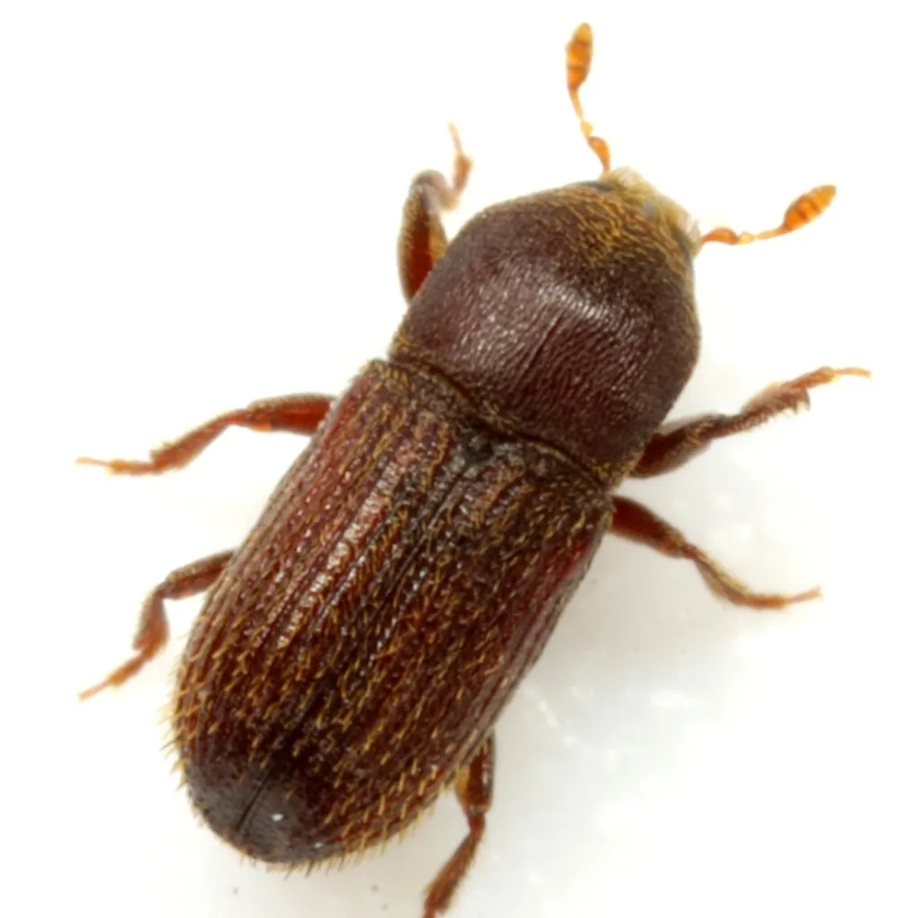 Cnesinus strigicollis - photo 2