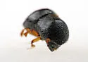 Camphor Shoot Borer - photo 2