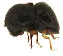 Camphor Shoot Borer - photo 3