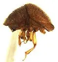 Camphor Shoot Borer - photo 4