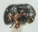 Camphor Shoot Borer - photo 5