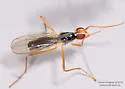 Cnodacophora nasoni