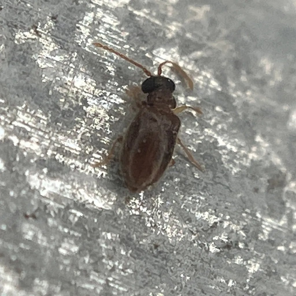 Cnopus impressus - photo 2