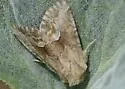 Cobalos angelicus - Hodges#9423