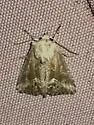 Cobalos angelicus - Hodges#9423 - photo 4