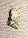 Cobalos angelicus - Hodges#9423 - photo 5