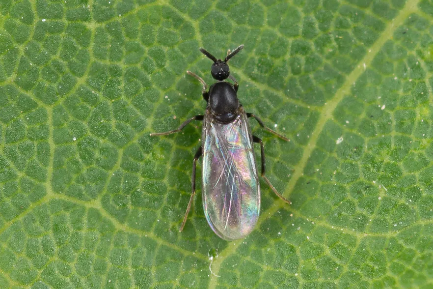 Coboldia fuscipes - Coboldia fuscipes