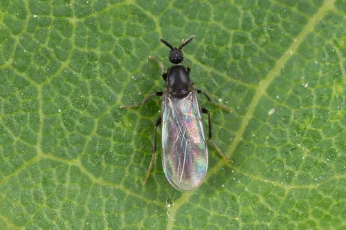 Coboldia fuscipes - photo 2