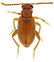 Cobososia reducta - Cobososia reducta