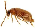 Cobososia reducta - photo 2