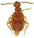 Cobososia reducta - photo 3