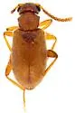 Cobososia reducta - photo 4
