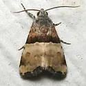 Cobubatha dividua - Hodges#9018