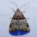 Cobubatha dividua - Hodges#9018 - photo 2
