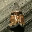 Cobubatha lixiva - Hodges#9014