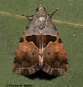 Cobubatha lixiva - Hodges#9014 - photo 2