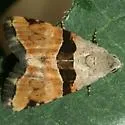 Cobubatha lixiva - Hodges#9014 - photo 3