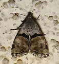Cobubatha lixiva - Hodges#9014 - photo 4