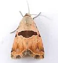 Cobubatha lixiva - Hodges#9014 - photo 5